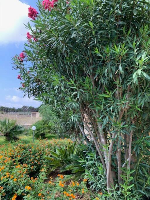 Villa Maveda, Un Dammuso Immerso Nel Verde لامبيدوزا المظهر الخارجي الصورة